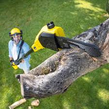 Reliable Bellerose Terrace, NY Tree Removal and Landscaping Services Solutions